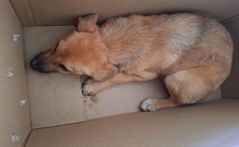Funcionário de abrigo encontra animal abandonado e resgate emociona web - Reprodução/PAWS Mauritius