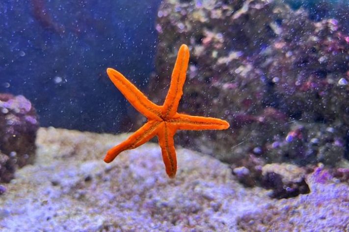 Estrela-do-mar - Amir Hossein Kargaran/Unsplash