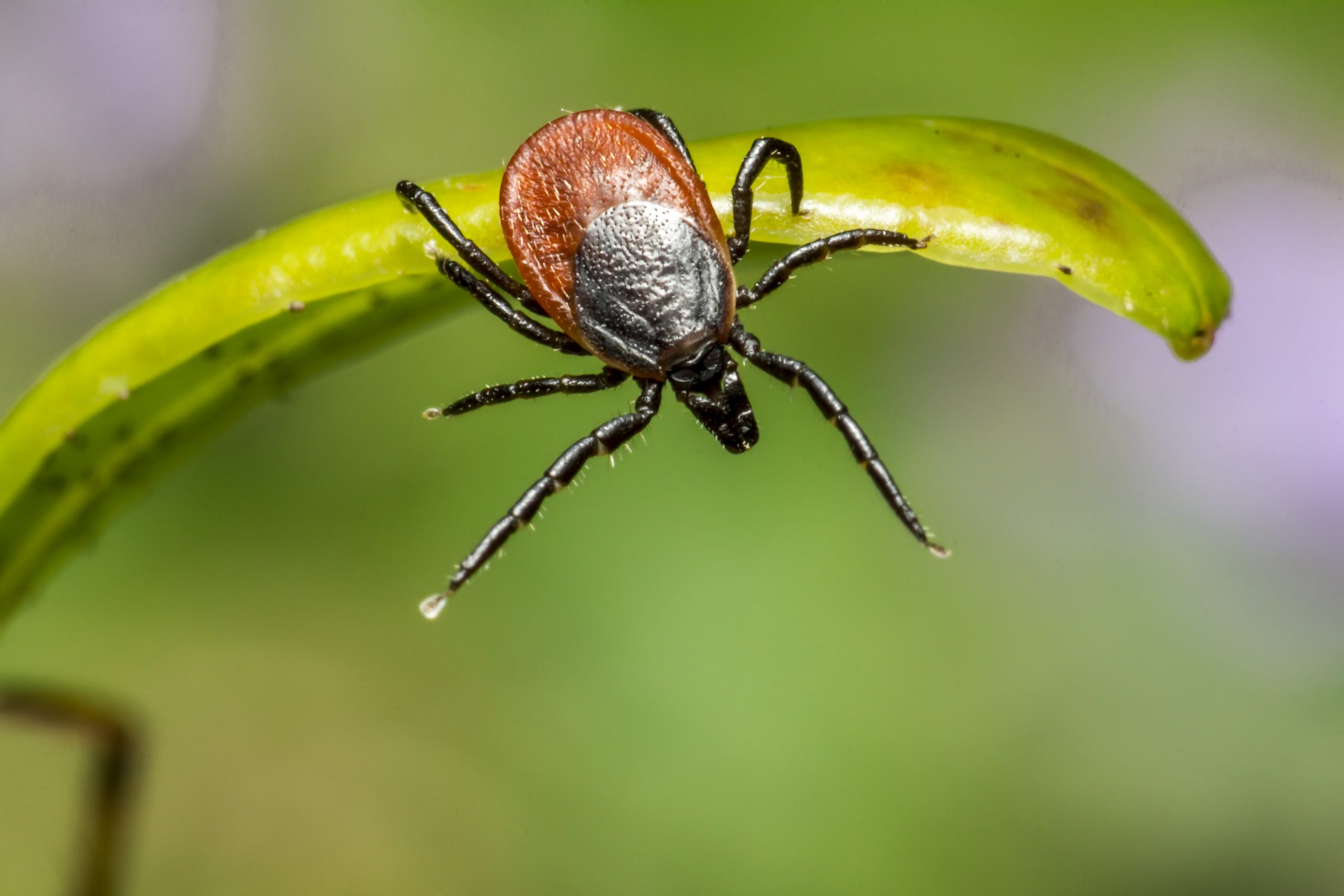 A Doença de Lyme, transmitida por carrapatos do gênero Ixodes, principalmente nos Estados Unidos e Canadá, é comum no hemisfério norte, o que justifica a frequência do diagnóstico entre famosos norte-americanos, devido à maior exposição à bactéria nessas áreas.