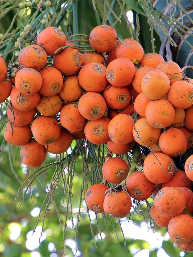 Estudo sobre dente de 4 mil anos revela uso de noz psicoativa na Ásia antiga