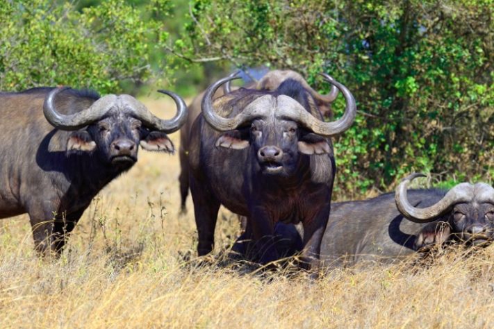 Búfalo-do-cabo (ou búfalo-africano) - Freepik/byrdyak