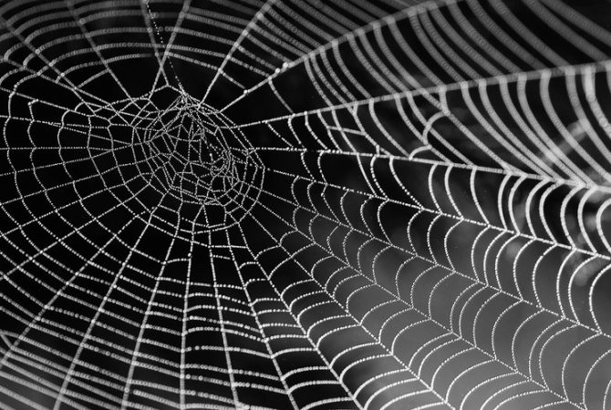 Teias de aranha: aparente suavidade mais resistente que o aço