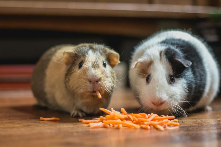 Porquinho-da-Índia - Bonnie Kittle/Unsplash