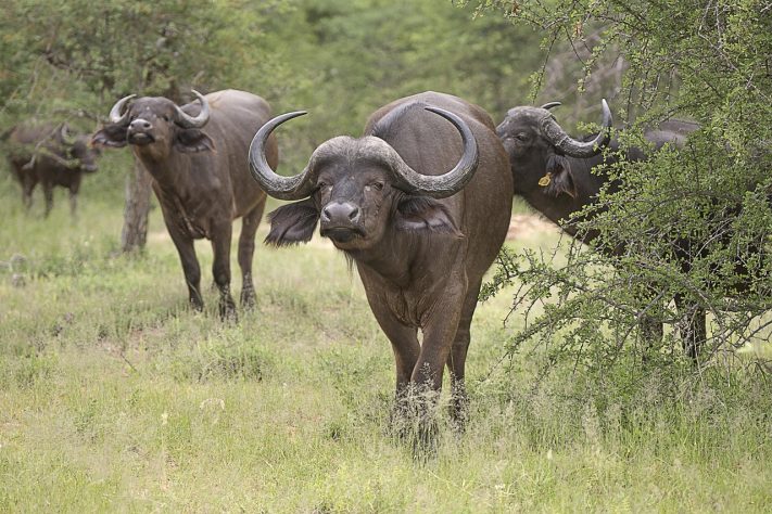 Búfalo-do-cabo (ou búfalo-africano) - Rob Glenister/Pixabay