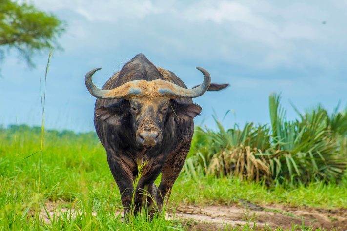Búfalo - Charles Nambasi/Pixabay