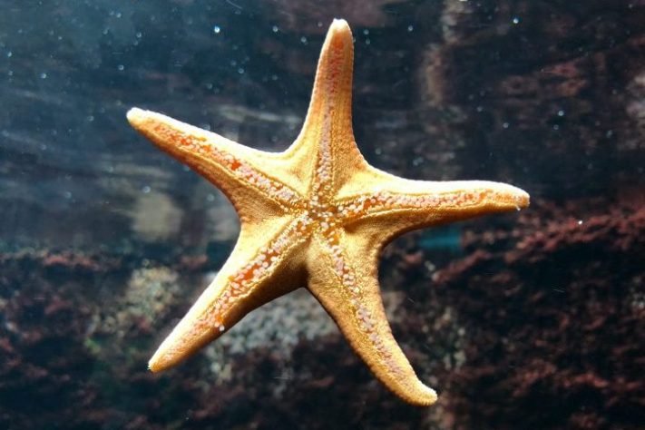 Estrela-do-mar - Samuel Clara Cordero/Unsplash
