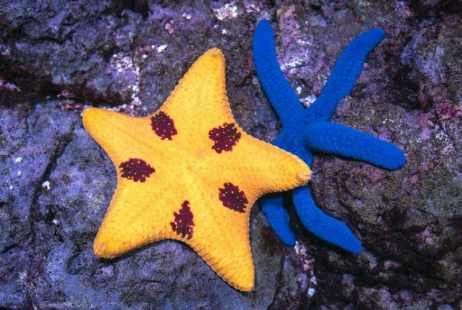 Estudo desvenda causa de doença que dizimou mais de 5 bilhões de estrelas-do-mar