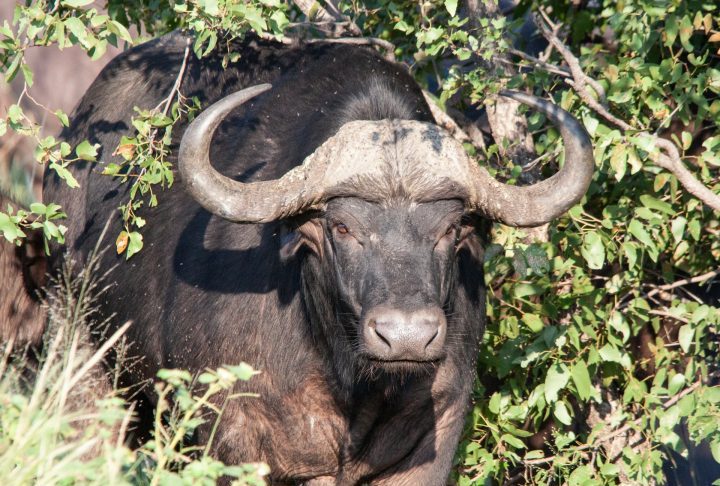 O búfalo-do-cabo pode pesar entre 500 e 900 kg, com corpo robusto, pelagem escura e chifres largos e curvados que se unem na base formando um escudo ósseo chamado “boss” (