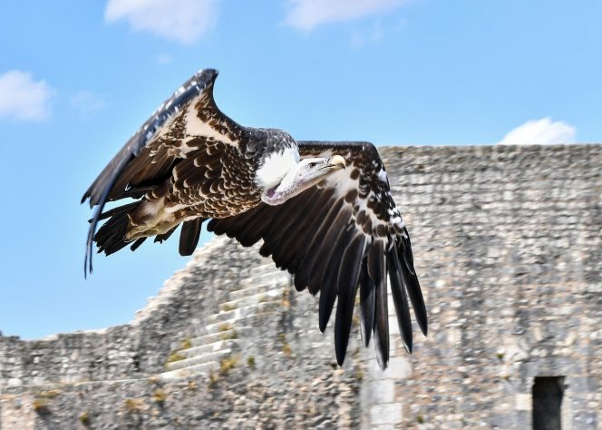 Abutres, aves, animais - Bernard Gagnon/Wikimédia Commons