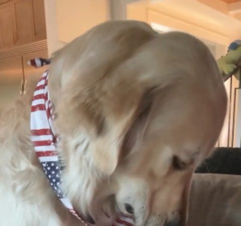 Golden retriever diverte a web após reagir com tristeza ao fim das férias