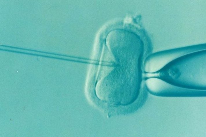 Fertilização in vitro - Elena Έλενα Kontogianni Κοντογιάννη/Pixabay