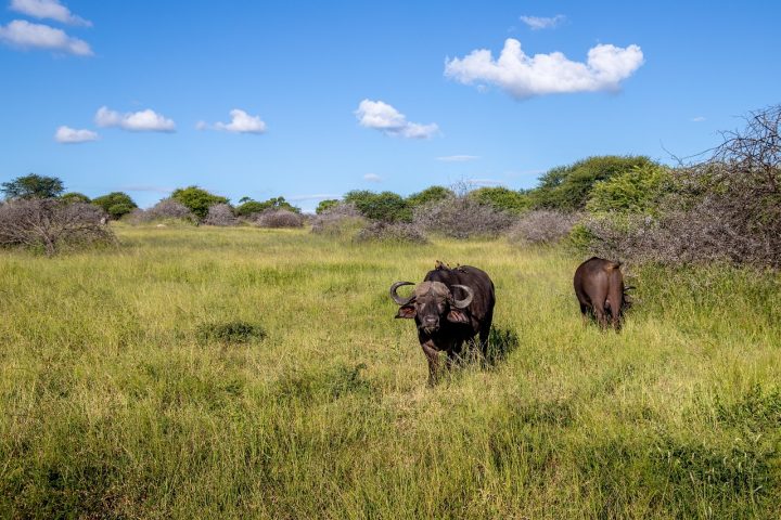 Comum na Ãfrica do Sul, a caÃ§a esportiva Ã© alvo de crÃ­ticas de ambientalistas, que lutam pelo fim da prÃ¡tica.