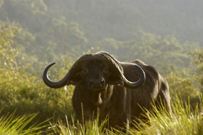 Búfalo - Leon Pauleikhoff/Unsplash