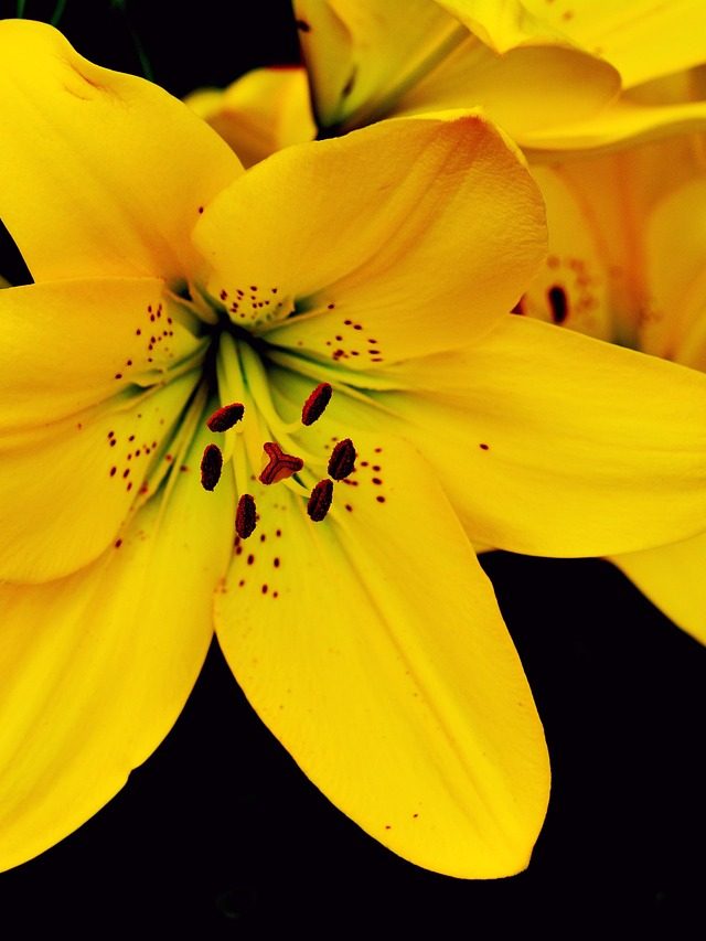 Repleto de simbolismo, o lírio representa pureza, inocência e renovação