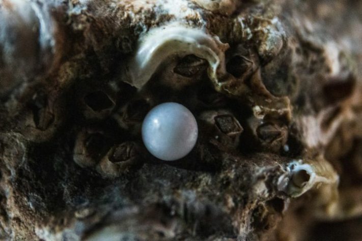 Ostras moluscos de águas marinhas ou salobras - Marin Tulard/Unsplash