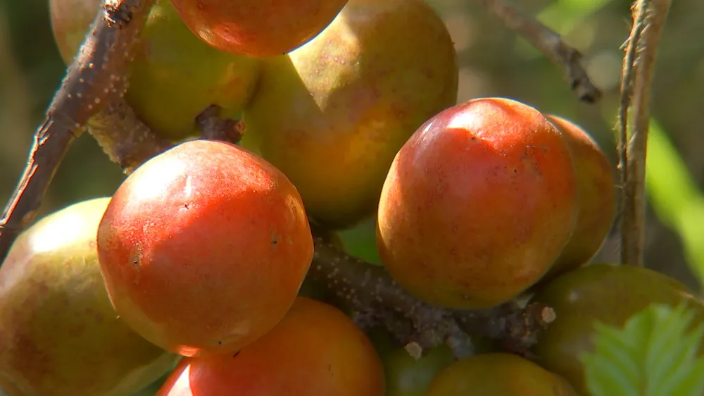 A seriguela (spondias purpurea) faz parte da família das anacardiáceas. Assim, ela possui uma camada de polpa fina, com cerca de três milímetros, com um caroço do tamanho de uma azeitona grande.