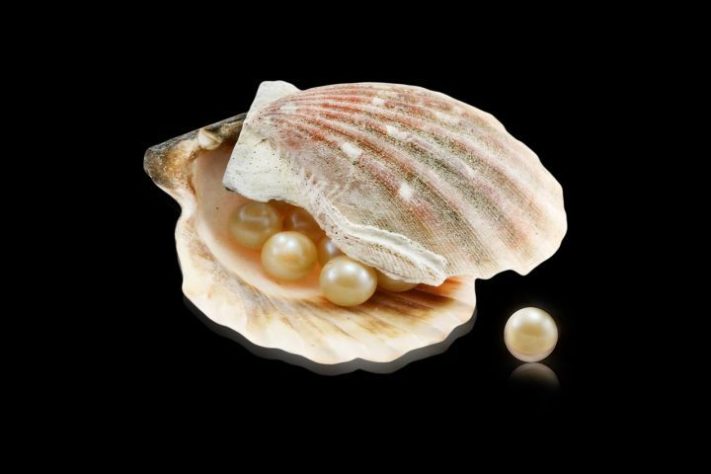 Ostras moluscos de águas marinhas ou salobras - Briam Cute/Pixabay