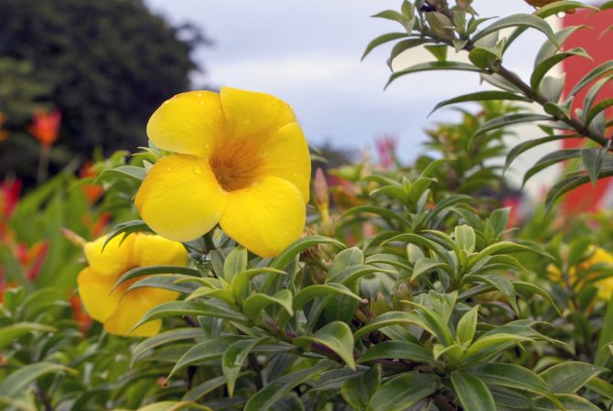 Pétalas aveludadas das alamandas embelezam e revigoram o jardim
