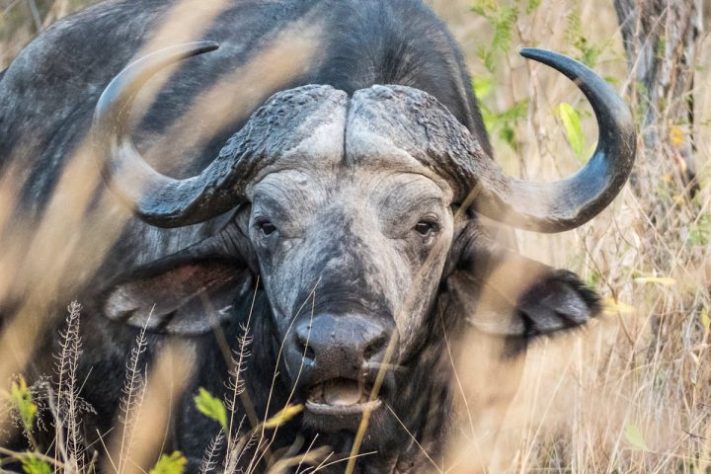 Búfalo-do-cabo (ou búfalo-africano) - Pexels/Jos van Ouwerkerk