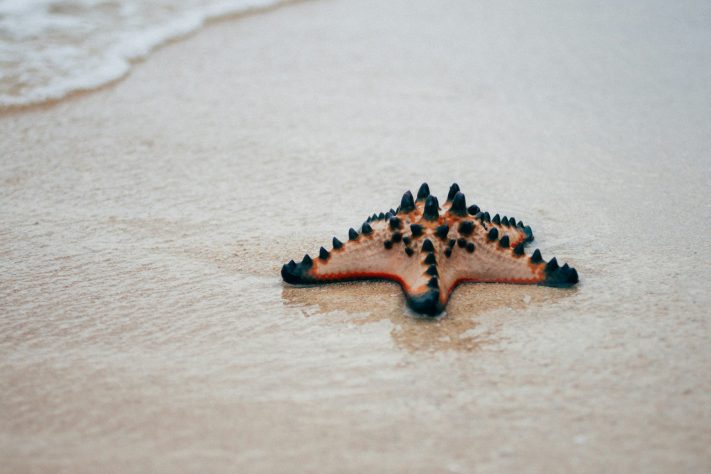 Estrela-do-mar - pixmike/Unsplash