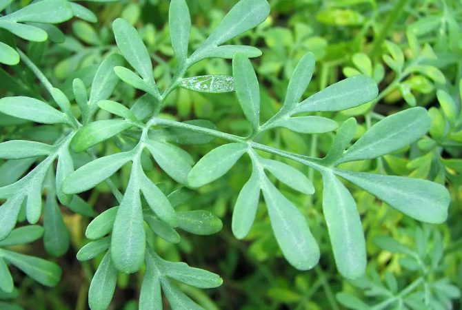 Plantas que afastam escorpiões; em jardins ou simples vasos, surtem efeito