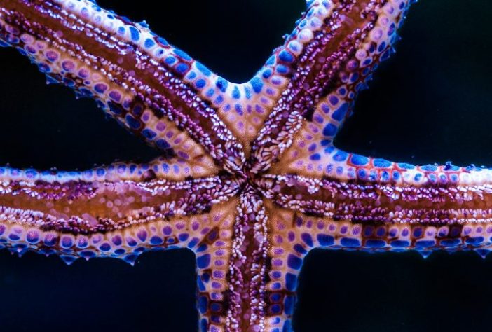 Estrela-do-mar - Samuel Bordo/Unsplash