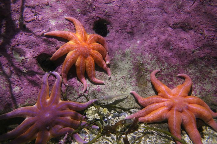 Estrela-do-mar - Simon Infanger/Unsplash