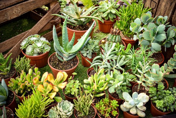 Suculentas: plantas que ornamentam, embelezam e não dão trabalho para cultivar