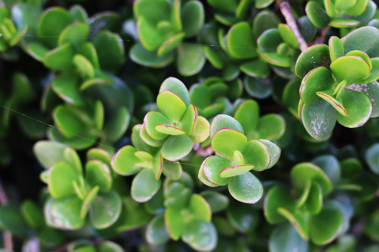 Com beleza, resistência e poucos cuidados, tornaram-se símbolo de praticidade no cultivo de plantas.
