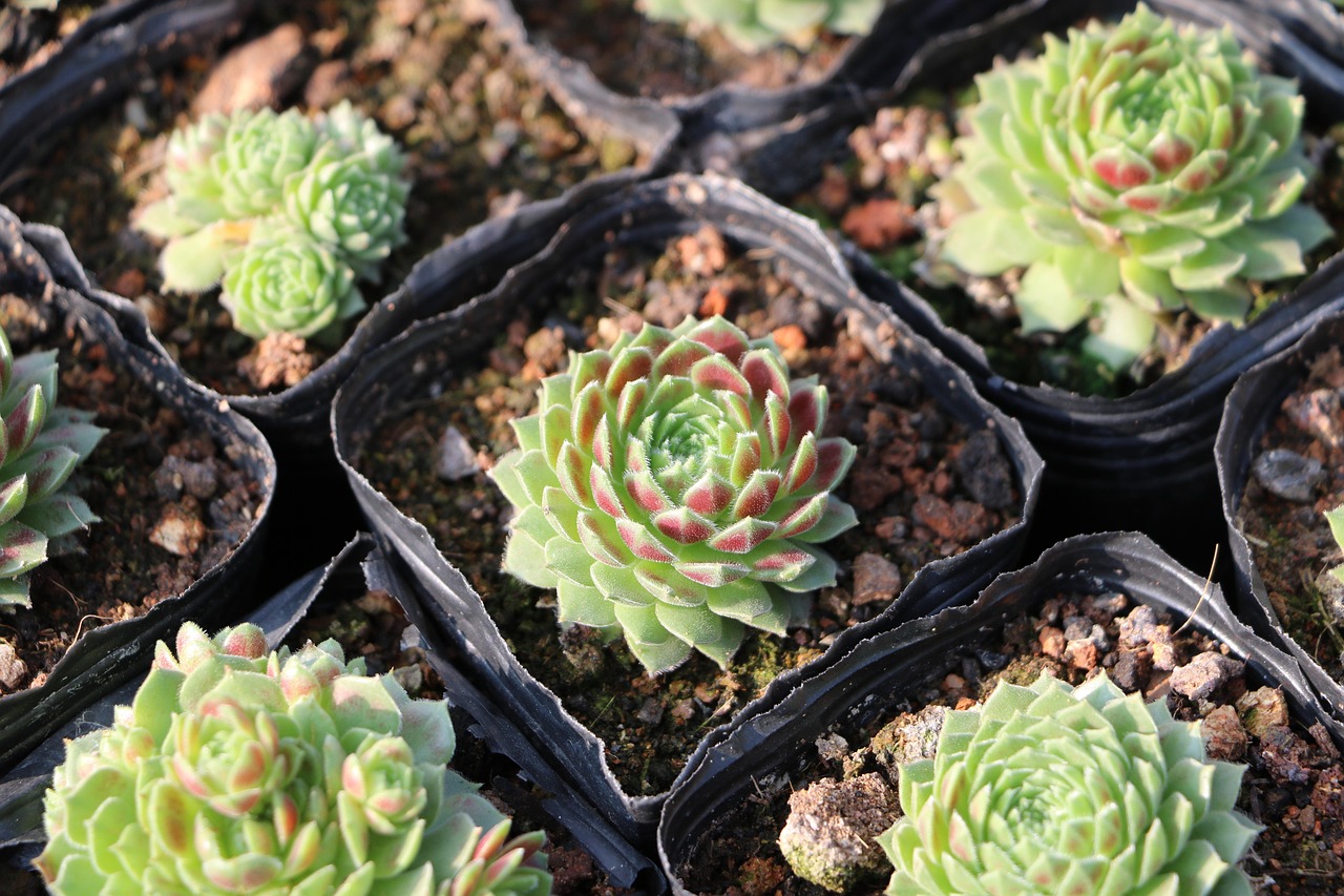 No paisagismo, aparecem em jardins de pedras, terrários e composições minimalistas.