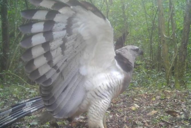 Águia raríssima aparece no Parque Nacional do Iguaçu