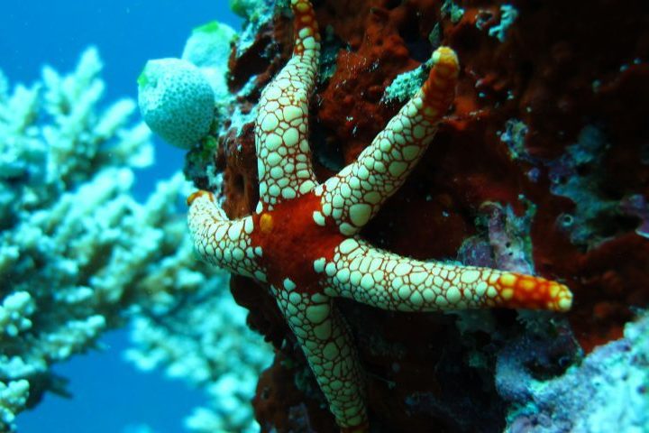Outra curiosidade é que as estrelas-do-mar não possuem cérebro nem sangue; em vez disso, contam com um anel nervoso que coordena seus movimentos e água do mar circulando em seu corpo para transportar nutrientes.