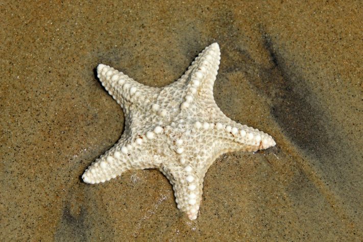 Estrela-do-mar - viswaprem anbarasapandian/Unsplash