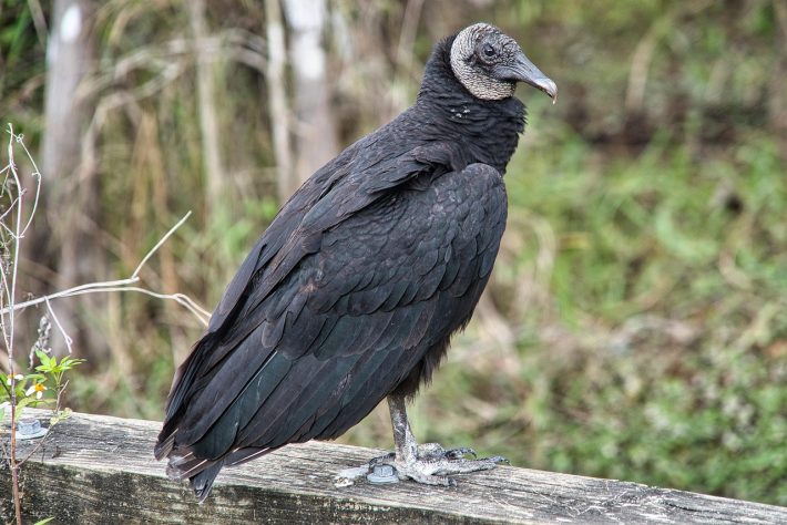 Abutres, aves, animais - Julius Rückert./Wikimédia Commons