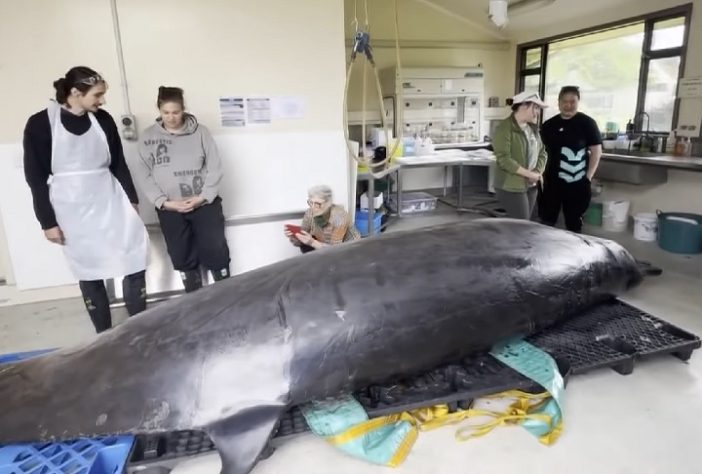 Exemplar de baleia-dente-de-pá, encontrado na Nova Zelândia - Reprodução