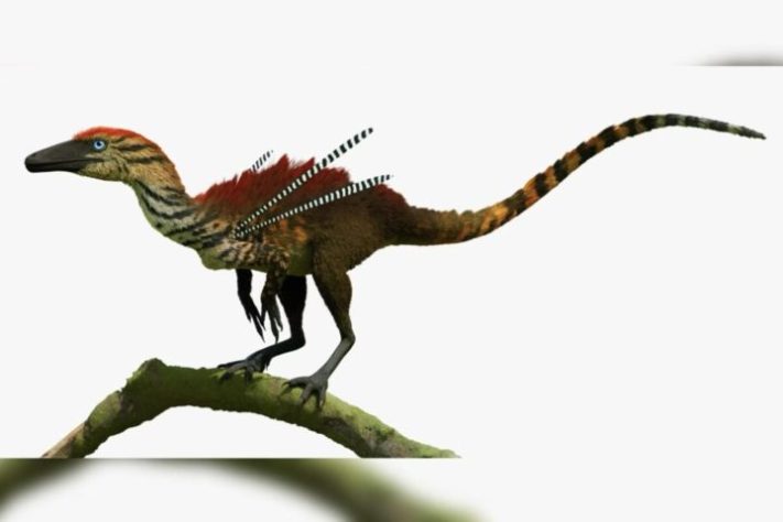 Dinossaudo Ubirajara jubatus, encontrado no Ceará - Reprodução/Luiz Eduardo Anelli