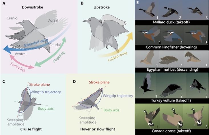 Engenheiros chineses desenvolvem robôs que imitam movimentos dos pássaros — Divulgação/Science Advances