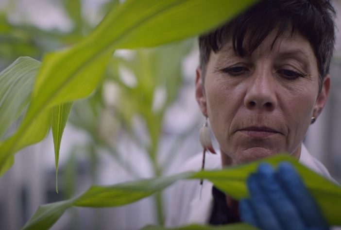 Professora Jill Farrant e a planta Myrothamnus flabellifolia, conhecida como 'planta da ressureição' - Reprodução