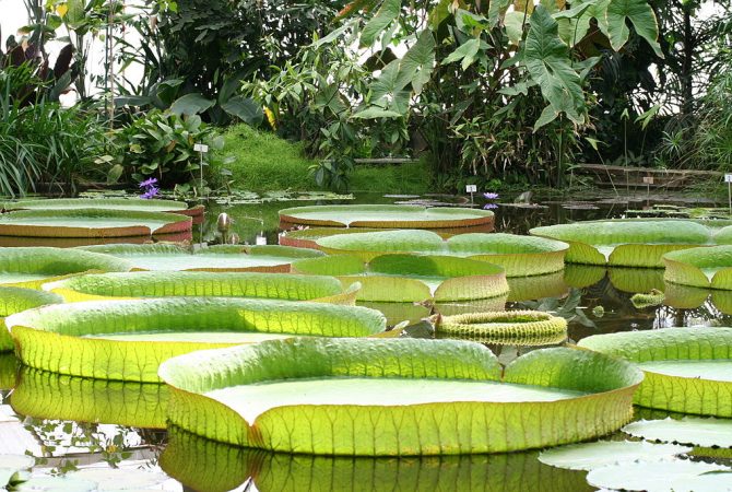 Vitórias-régias: a surpreendente resistência das gigantes das águas