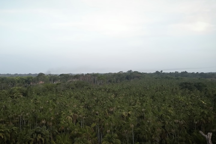 A primeira leva de imigrantes chegou em 1908, mas foi em 1929 que o então governador do Pará, Dionísio Bentes, ofereceu terras na Amazônia para atrair os japoneses.