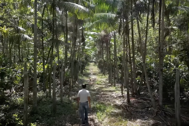 A crise levou os agricultores a criarem o Sistema Agroflorestal de Tomé-Açu (SAFTA), inspirado na diversidade da floresta e nos saberes dos ribeirinhos.