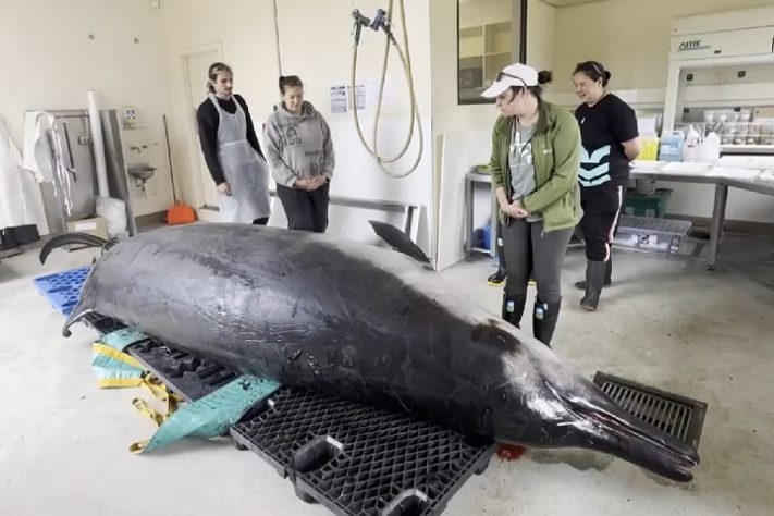 Exemplar de baleia-dente-de-pá, encontrado na Nova Zelândia - Reprodução