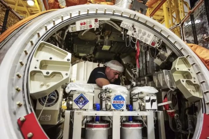 Missão Arca de Noé russa retorna à Terra com 75 ratos e 1500 moscas – Divulgação/Roscosmos