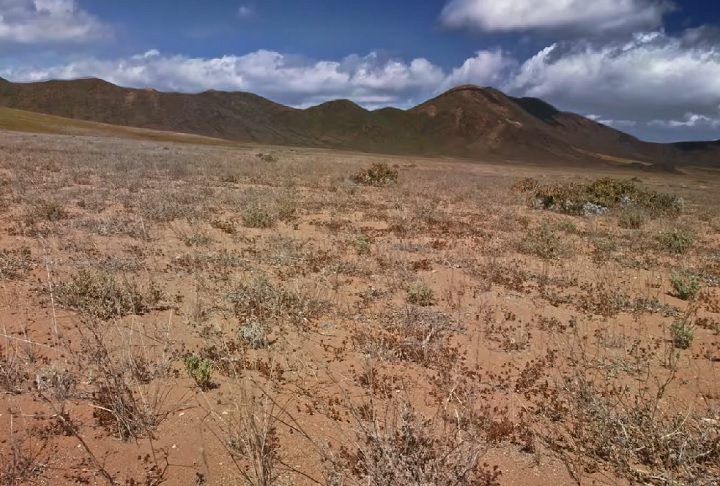 A planta cresce em locais rochosos, exposta ao sol intenso e a condições áridas, decompondo lentamente as rochas ao seu redor e ajudando a formar solo.