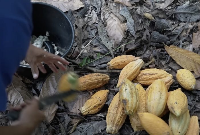Comunidade japonesa na Amazônia se tornou referência mundial na agricultura sustentável – Reprodução/BBC