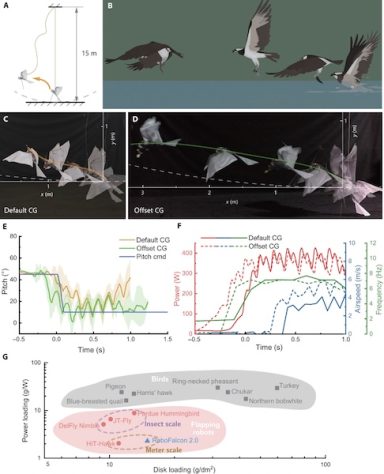 Engenheiros chineses desenvolvem robôs que imitam movimentos dos pássaros — Divulgação/Science Advances
