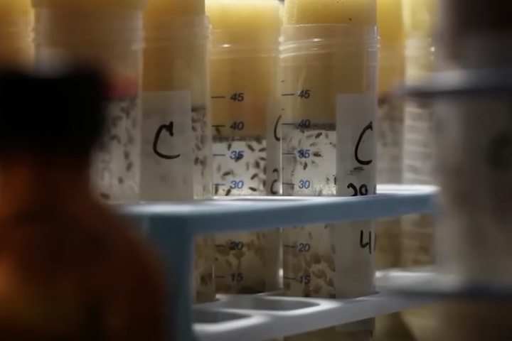 O restante dos organismos foi enviado ao Instituto de Problemas Biomédicos da Academia Russa de Ciências, em Moscou.