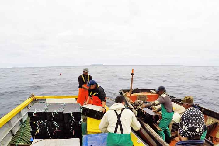 Em 2019, foi oficializado um plano construído com participação da comunidade, do governo local, de operadores da pesca e de cientistas. 
