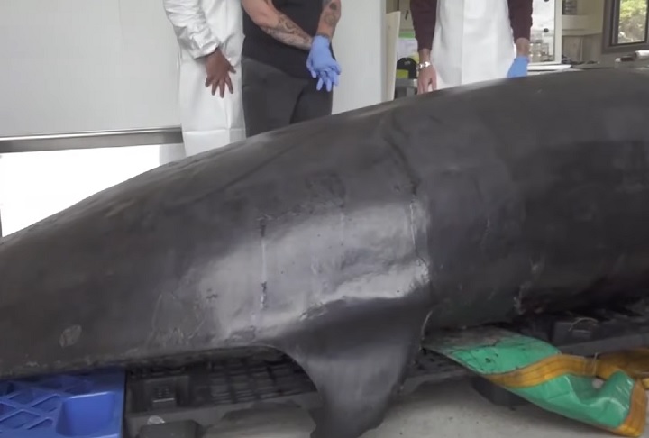 Outro detalhe é que essa baleia tinha um sistema digestivo complexo, composto por nove câmaras estomacais. 