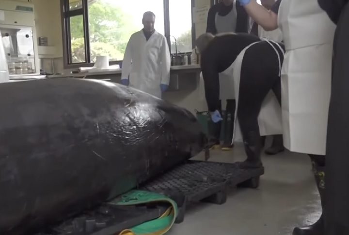 Em seu conteúdo, foram identificados restos de lula, vermes parasitas e outros organismos não identificados.